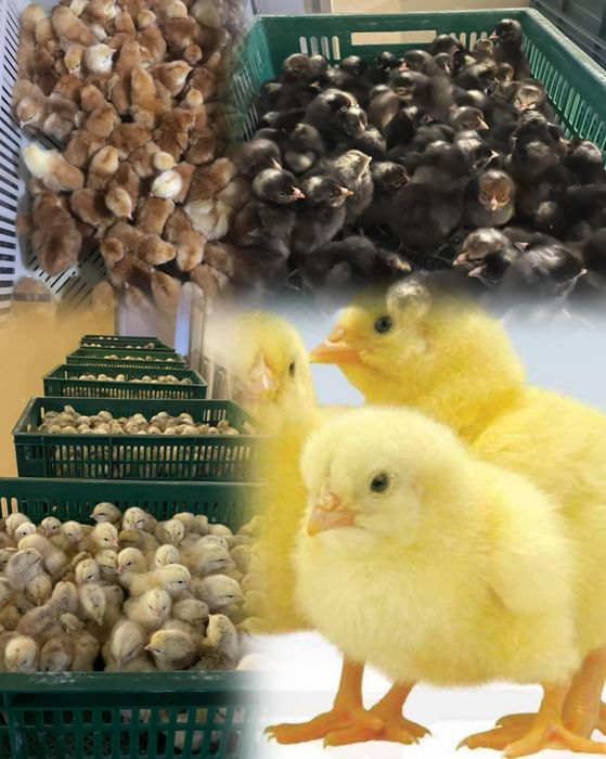 ДоДобові Бройлери КООБ-500