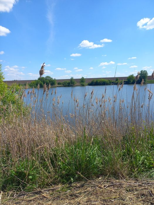 Терміновий продаж землі біля озера 33 с в Петрівці ( за Турбовом)