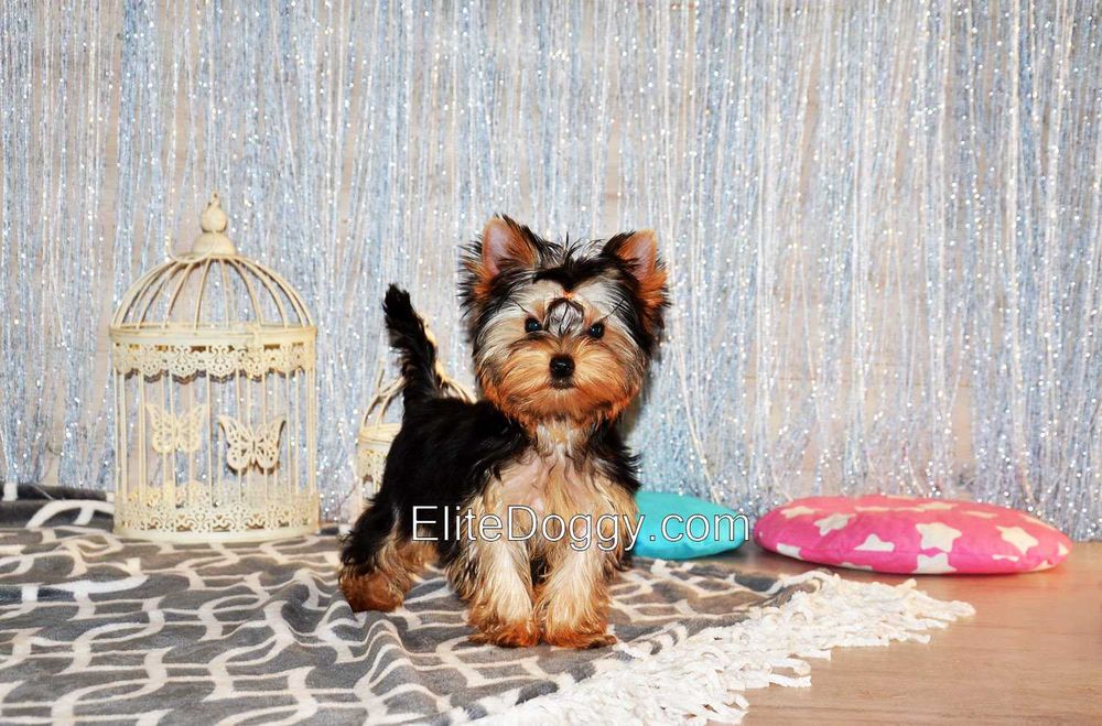 Мини девочка йоркширского терьера, шоу-брид класса