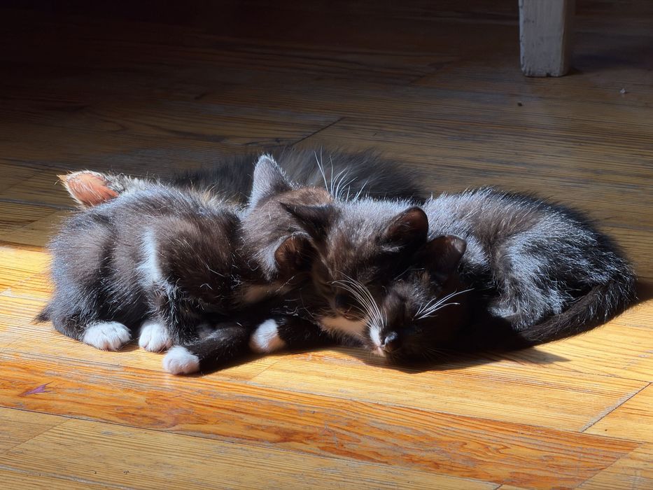 Котята Ірпінь віддам безкоштовно