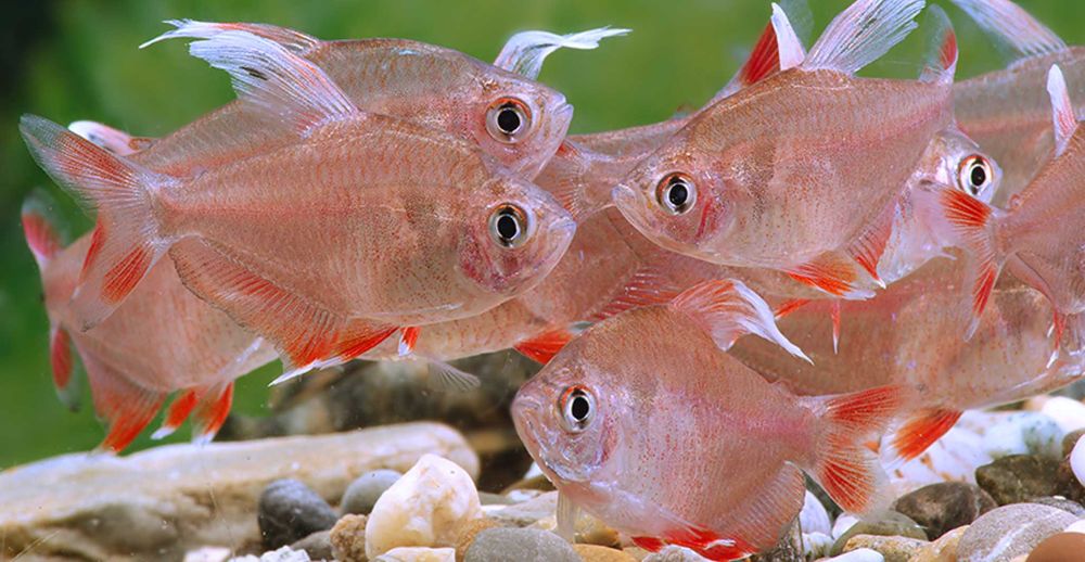 Bystrzyk ozdobny odmiana WHITE FIN - Hyphessobrycon ornatus - dowóz