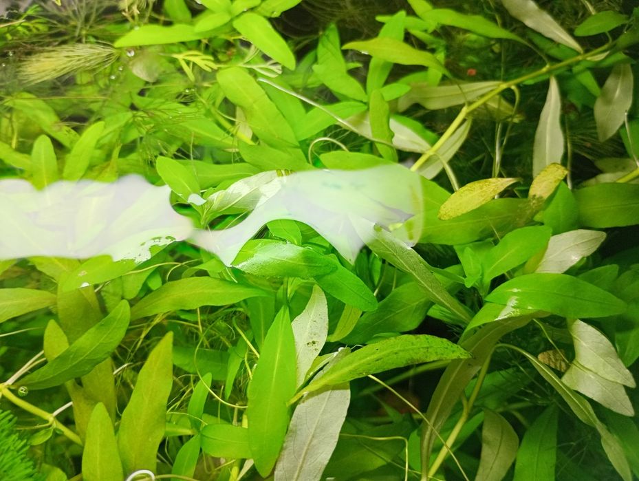 Planta de aquário Hygrophila polysperma