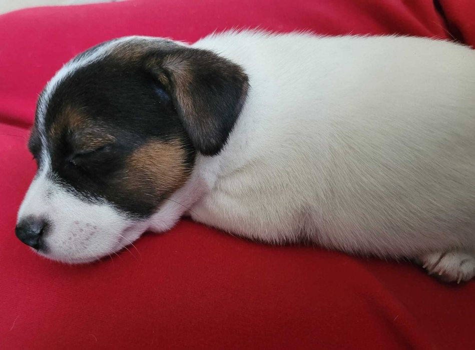Jack Russell Terrier - suczki z domowej hodowli
