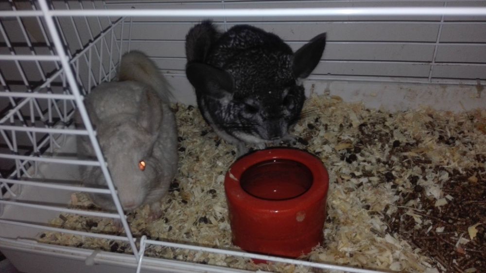 Vendo diamantes mandarins de bochecha preta