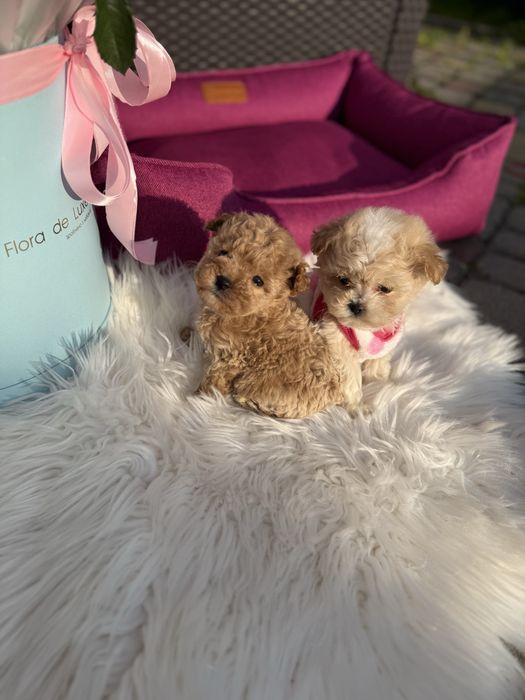 Ну це наймиліші цуценятка мальтипу