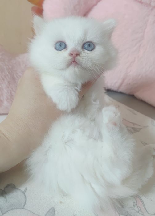 Білий хлопчик з блакитними очима.  Котёнок.  Кошенята
