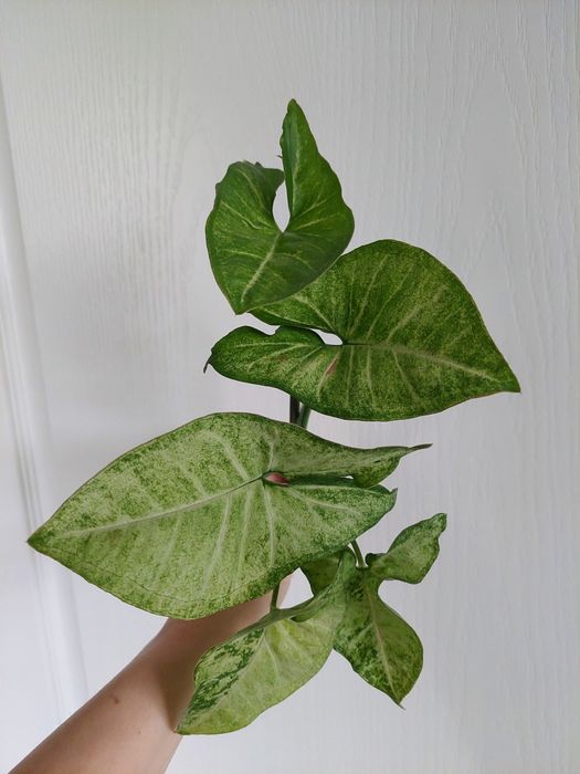 Syngonium confetti