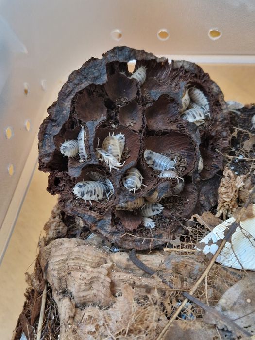 Isopody prosionki Porcellio laevis "dairy cow" krówki