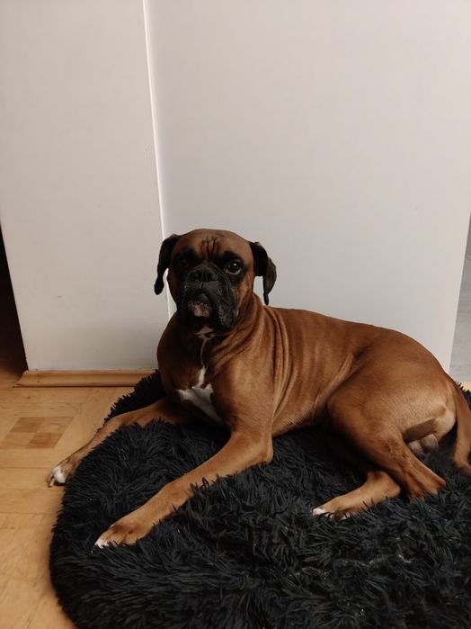 Oddam Psa Boksera w dobre ręce