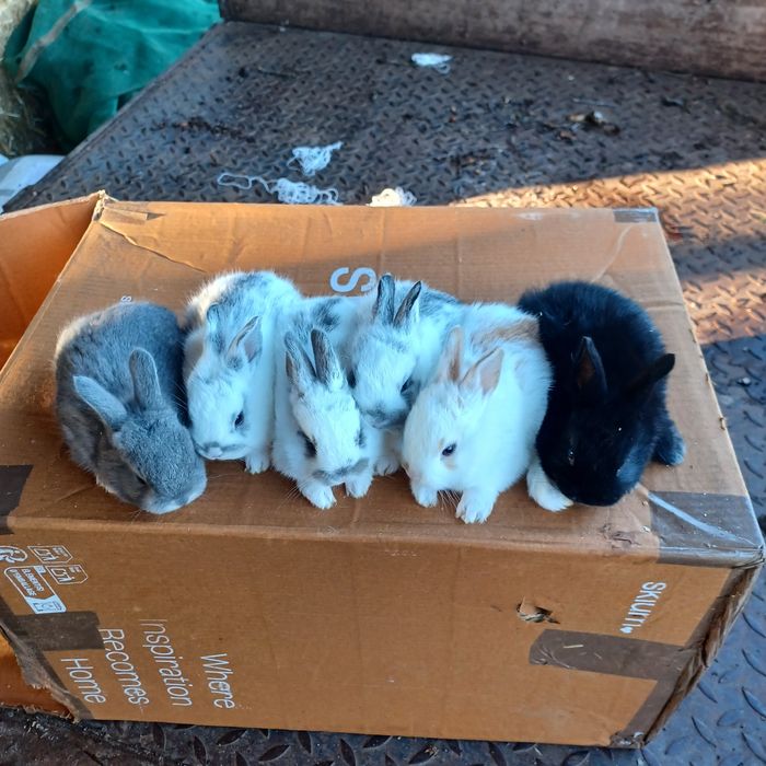 Coelhos anões muito bonitos