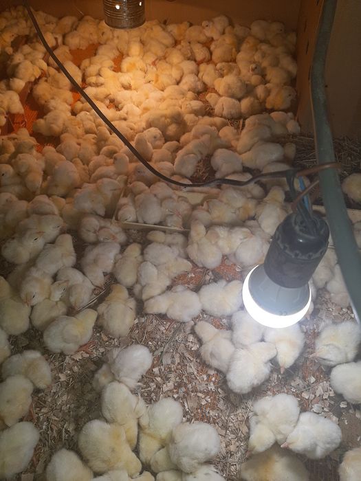 Добовий курча бройлера Кобб500