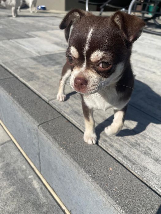 Chihuahua krótkowłosy suczka