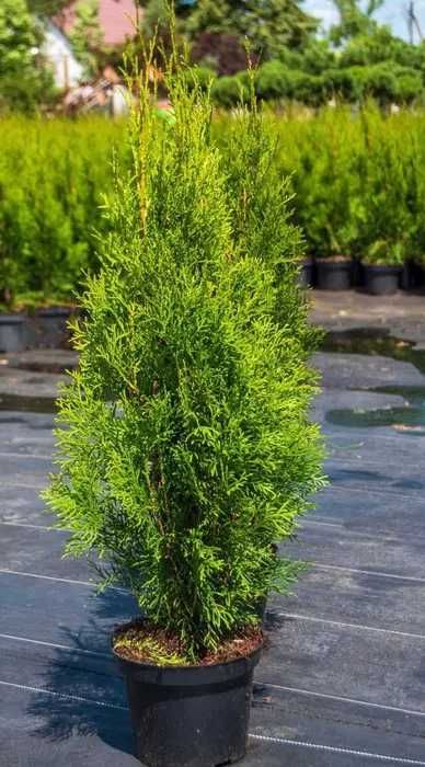Tuja Szmaragd, żywopłot, piękne sadzonki TANIO, Doniczka