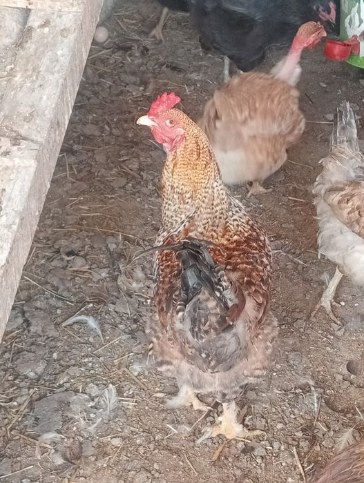 Galo Brahma perdiz