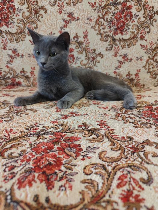Кошеня хлопчик 5 місяців