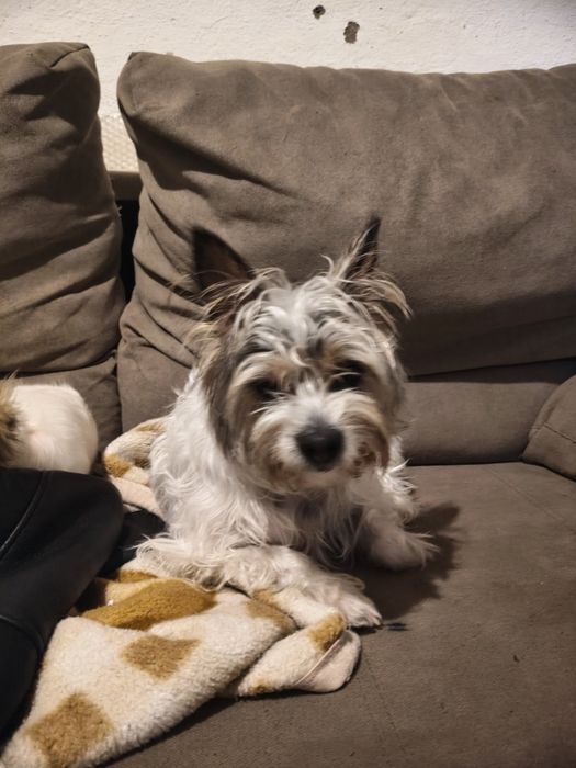 Cão de porte pequeno  a mediopara adoção