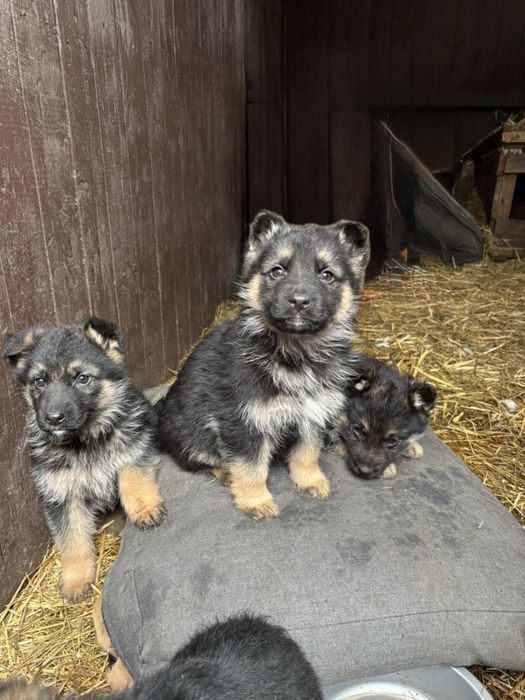 Цуценята німецької вівчарки 2 місяці