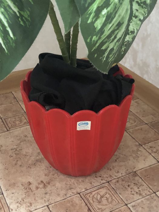 Продам исскуственное вечнозелёное растение Диффенбахия в Каменце-Под.