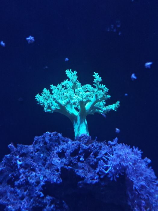 Kenya tree verde fluorescente