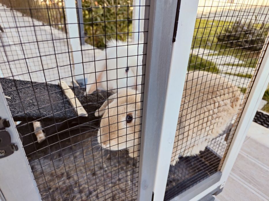 Coelhos belier orelhudos