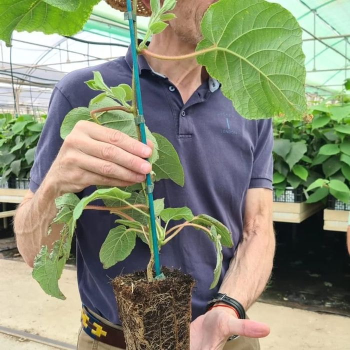 Kiwis variedade Hayward