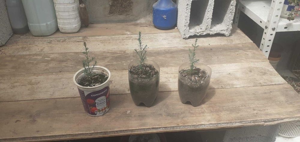 Vendo plantas de cipreste