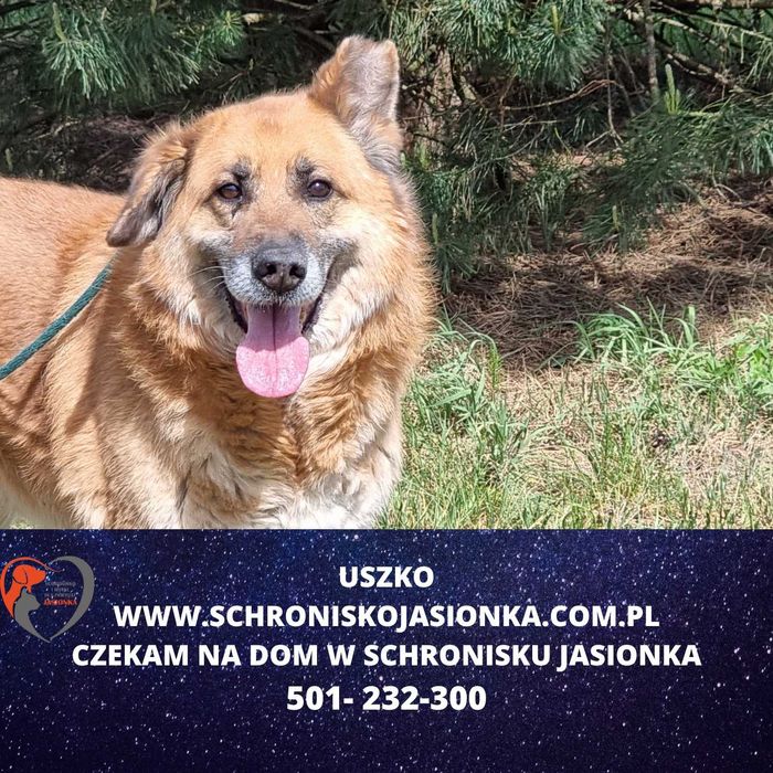 Uszko do adopcji – Schronisko Jasionka