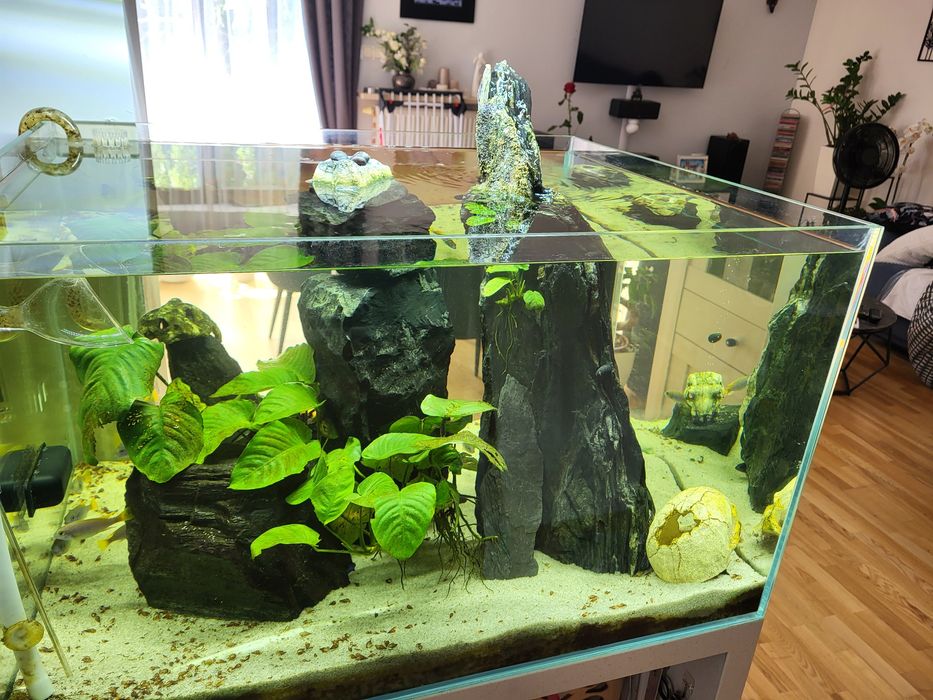 Akwarium otwarte OptiWhite 200l  60x75x45 Malawi pyszczaki Acei