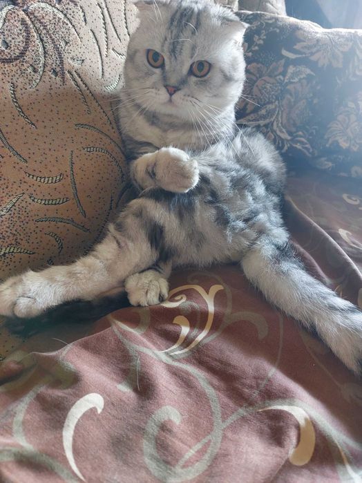 Шотландський вислоухий котик запрошує кішечок на в'язку