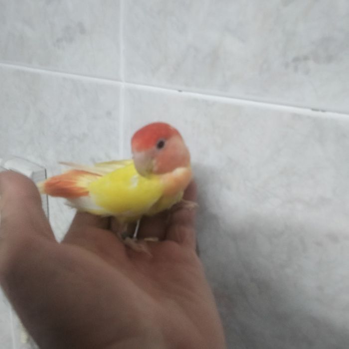 Caturras e agapornis domésticados