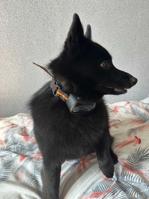 Анти гавкіт нашийник для собак ультразвуковий з вібрацією DOAKT Bark