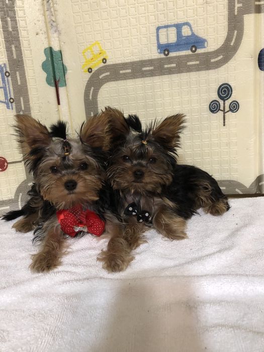 Продам мини Йорчиков