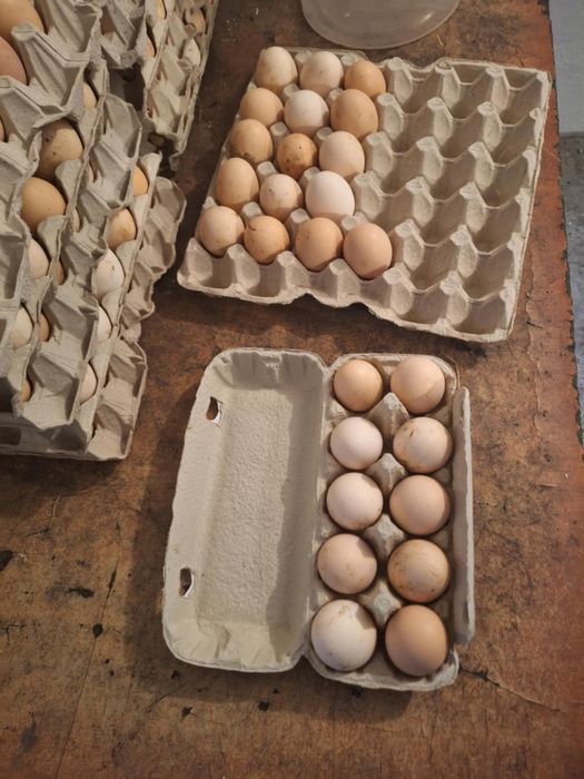 Sprzedam jajka z wolnego wybiegu
