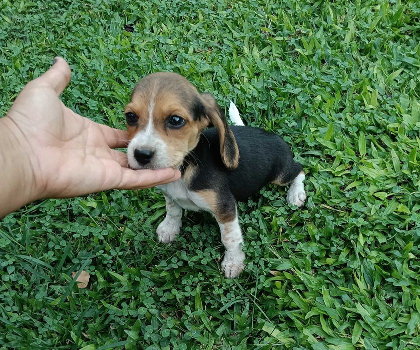 Beagle fêmea t + pequeno