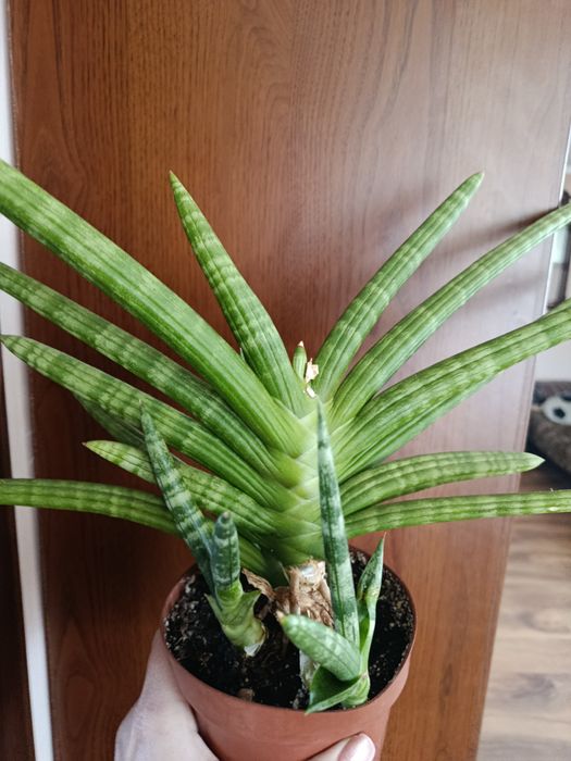 Сансевієрія Бонселенсіс та Тіара