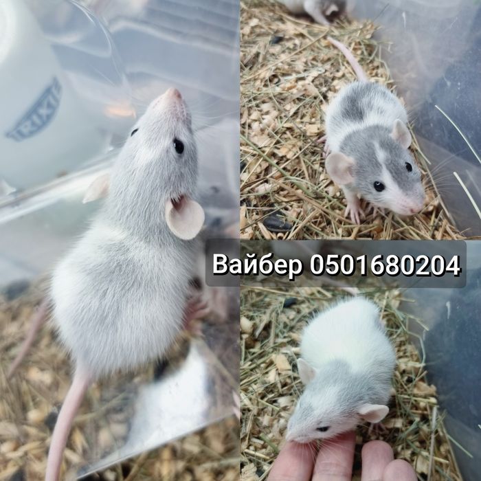 Голубые крысята дамбо крыса