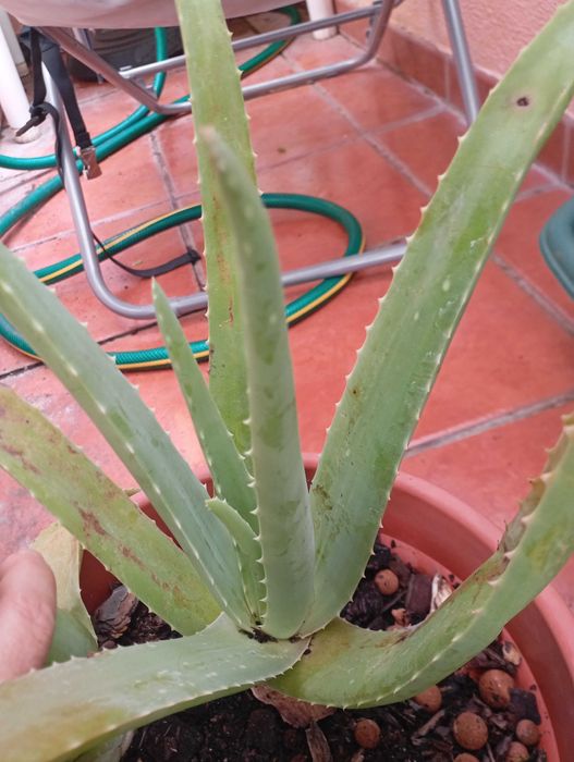 Planta aloe natural