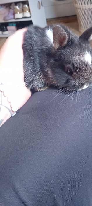 Króliczki miniaturki