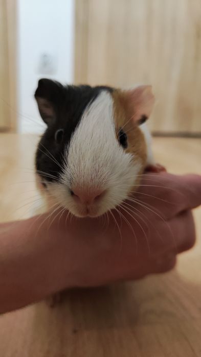 świnka morska Wroclaw