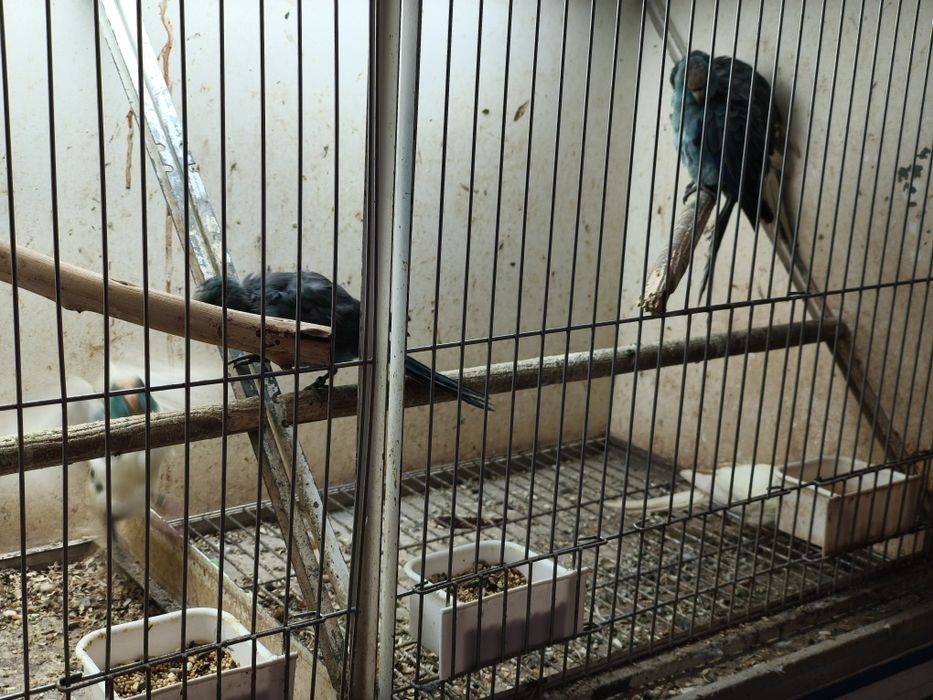 Ring  necks, kakarikis...