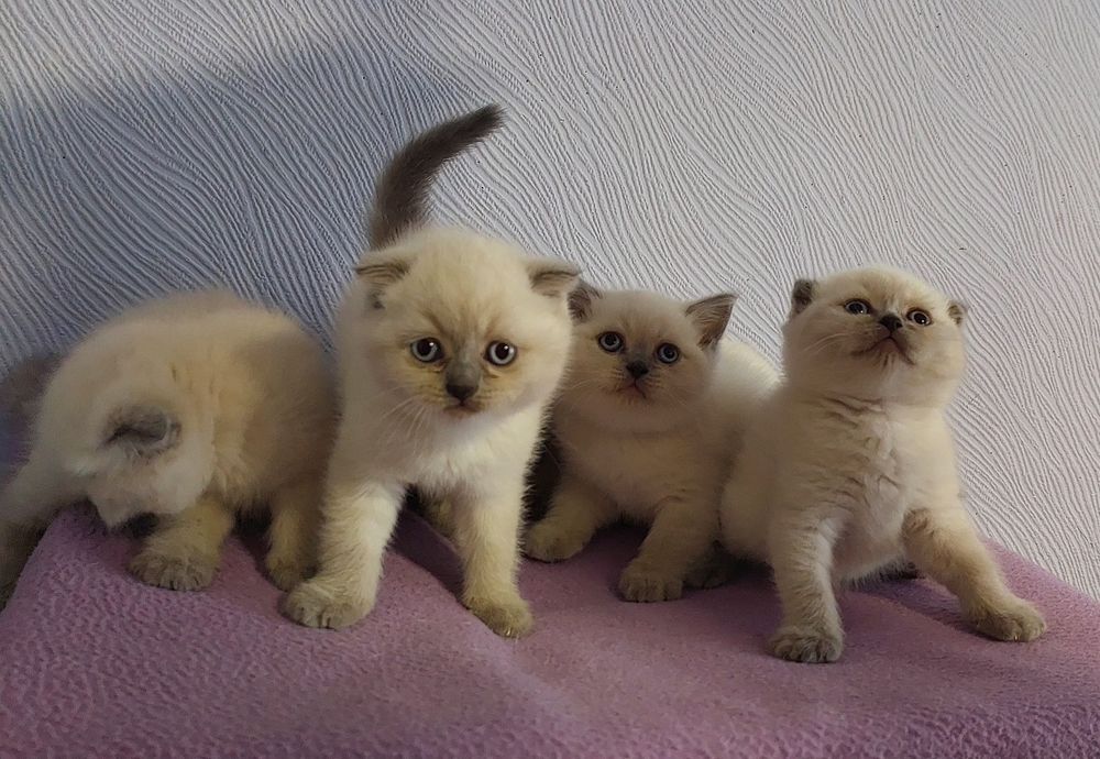 Кошенята плюшові шотландці
