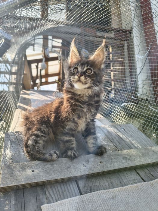 Kocurek Maine Coon
