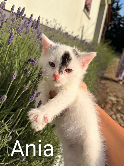 Cudne kociaki do adopcji.