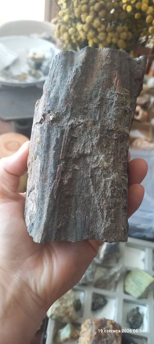 Minerały skamieniałości skamieniałe drewno