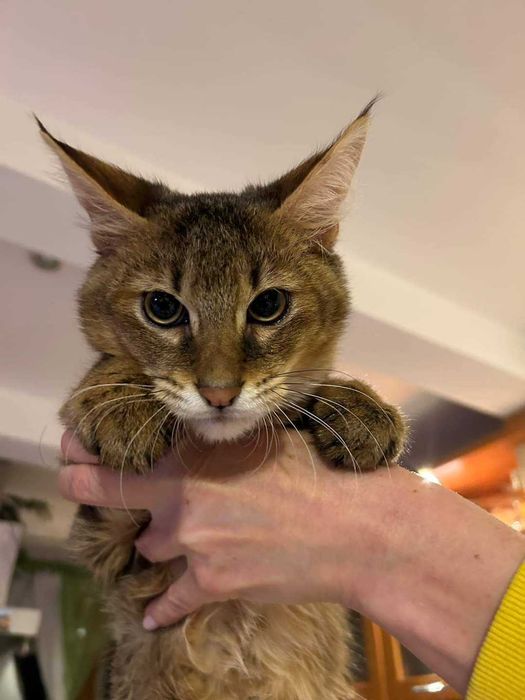 Миниатюрная рысь в вашем доме! Котята чаузи!