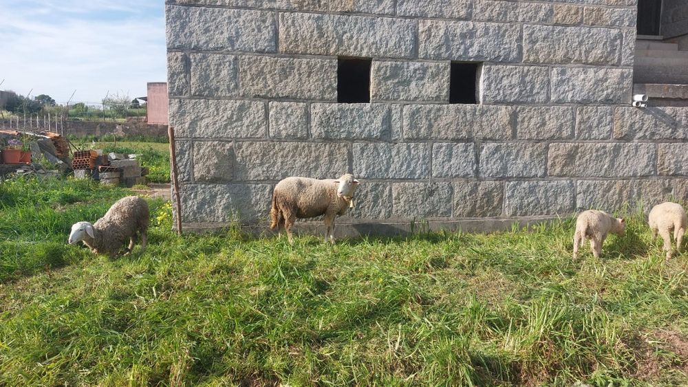 Vende se bom gado