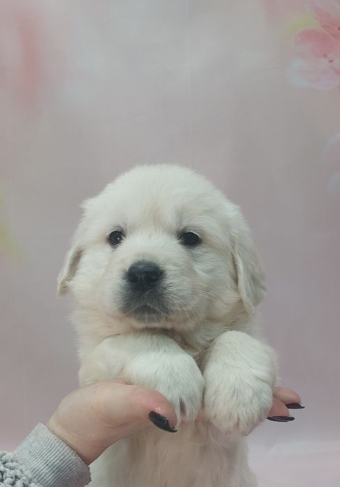 Golden Retriever lop/exames