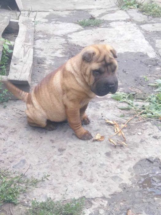 Продам шарпеев(Мальчики)