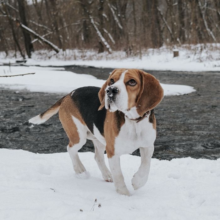 Чистокровний Бігль кобель на вʼязку.