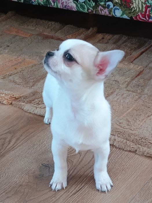 Chihuahua chłopczyk  że znaczeniami lilak